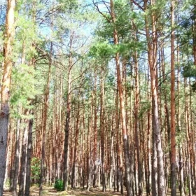 Działka, 97 100 m², Aleksandrówka