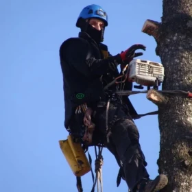 Sekcyjna ścinka drzew