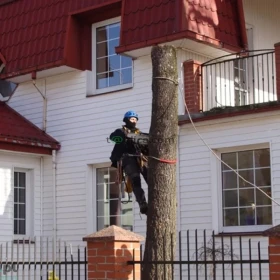 Sekcyjna ścinka drzew