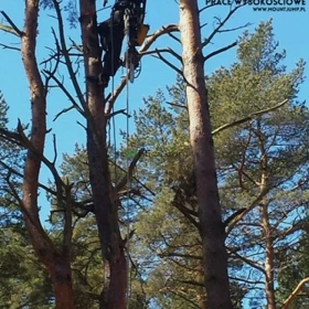 Sekcyjna ścinka drzew