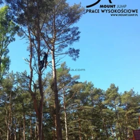 Sekcyjna ścinka drzew