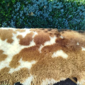 Naturalne skóry owcze Holenderskie